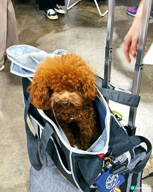 很快便可以去日本旅行啦! 等我執定行李先，以防帶漏日用品