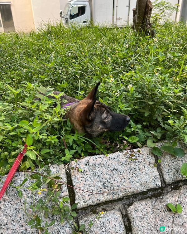 #唐狗也是寶 請停止歧視唐狗