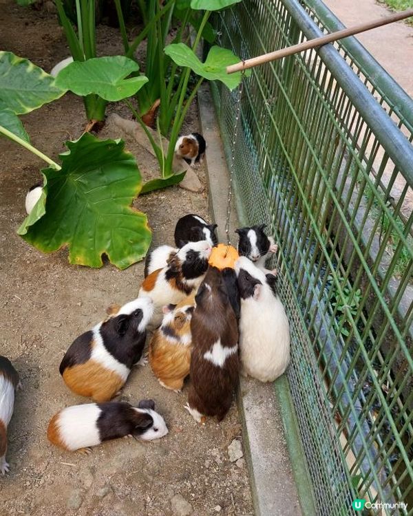 如果係網路上搜尋"農莊推介"，想必很多網站都會出現"十大農莊...