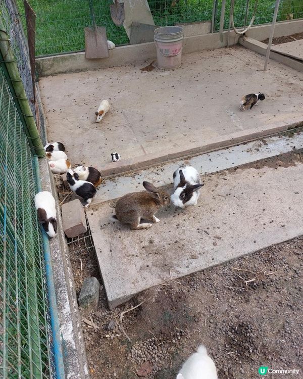 如果係網路上搜尋"農莊推介"，想必很多網站都會出現"十大農莊...