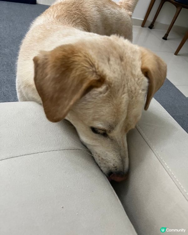 有無🐶🐶都係咁架？老娘一著短褲、短裙，🐶就追住我對腳舐，由換...