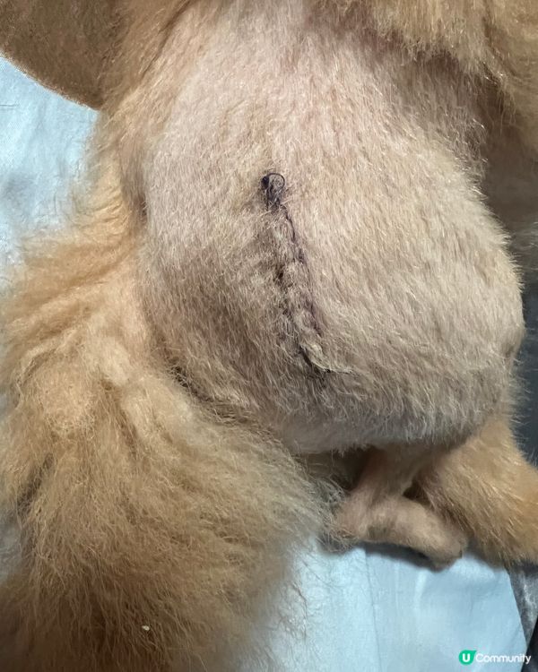 我想話波波🐶好叻女今日個手術真係好叻呀佢做完手術返出嚟有啲呆...