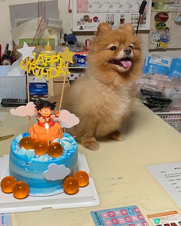 我想話波波🐶好叻女今日個手術真係好叻呀佢做完手術返出嚟有啲呆...