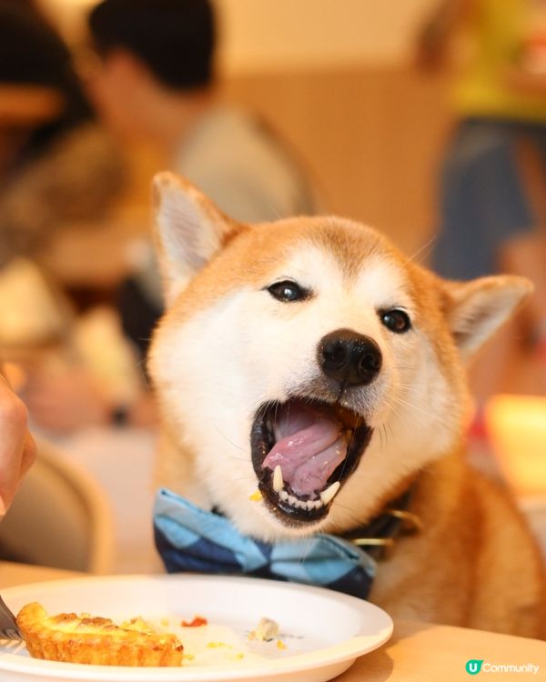 A comfy place where CarCar can...