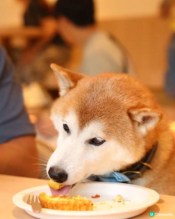 A comfy place where CarCar can...