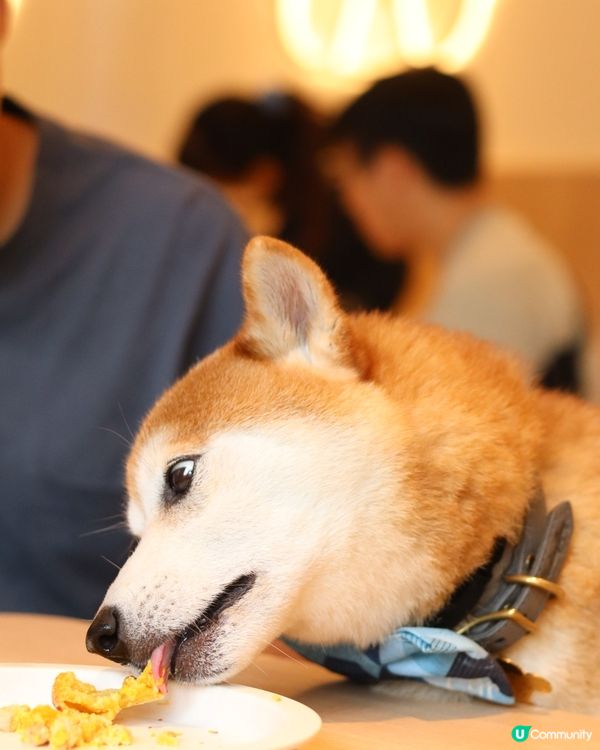 A comfy place where CarCar can...