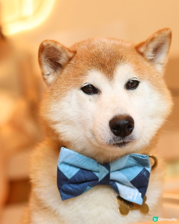 A comfy place where CarCar can...