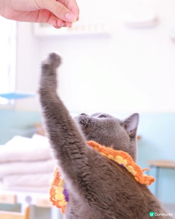 寵物cafe 係日本🇯🇵韓國🇰🇷都好流行，之前同閨密去旅行都...