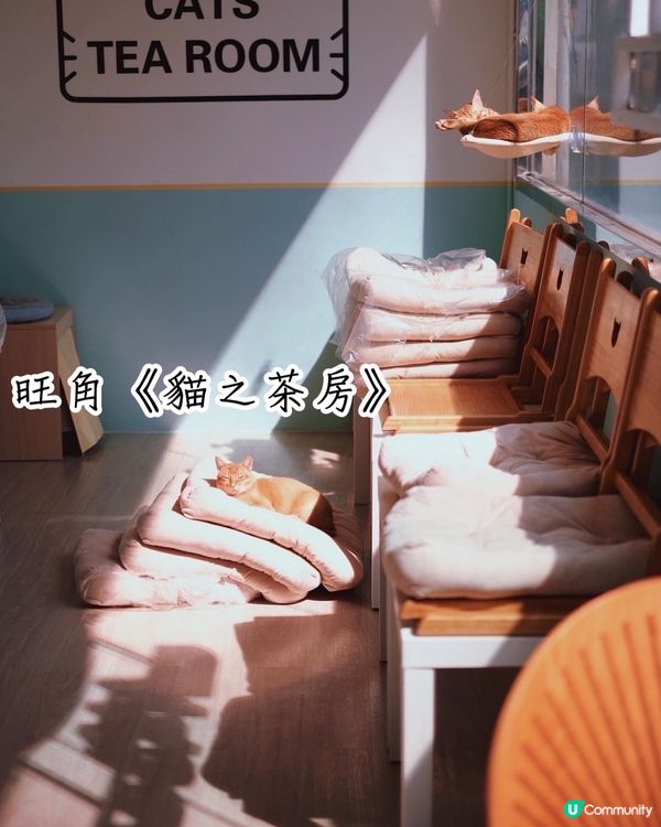 寵物cafe 係日本🇯🇵韓國🇰🇷都好流行，之前同閨密去旅行都...