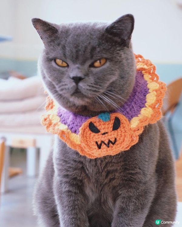 寵物cafe 係日本🇯🇵韓國🇰🇷都好流行，之前同閨密去旅行都...