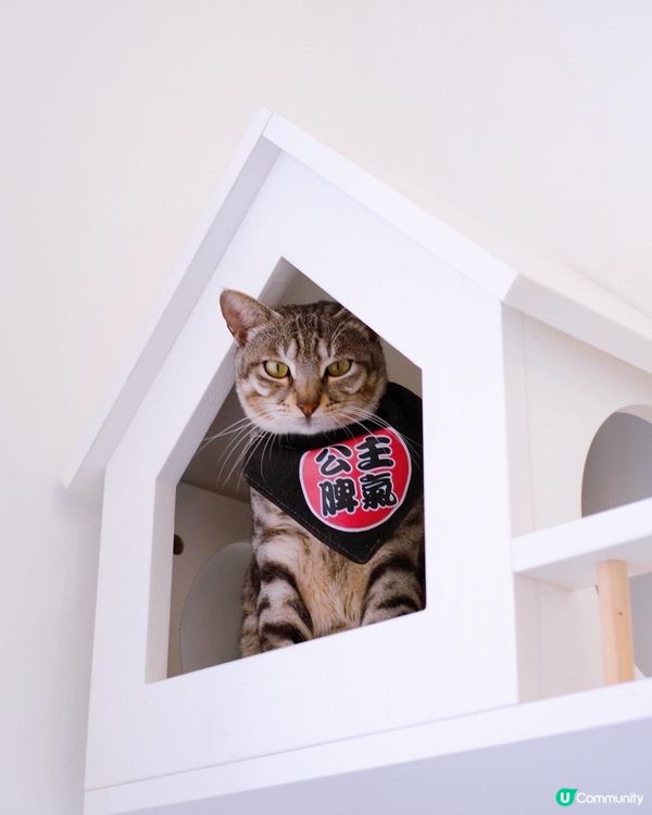 寵物cafe 係日本🇯🇵韓國🇰🇷都好流行，之前同閨密去旅行都...