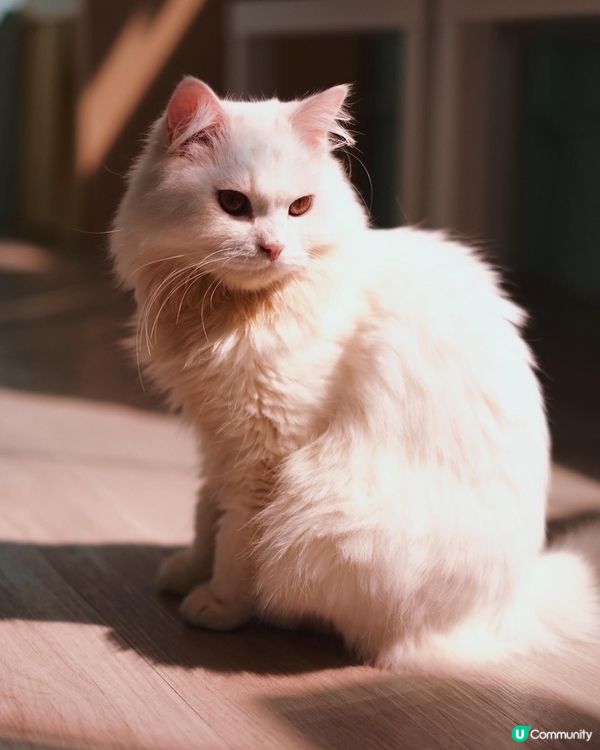 寵物cafe 係日本🇯🇵韓國🇰🇷都好流行，之前同閨密去旅行都...