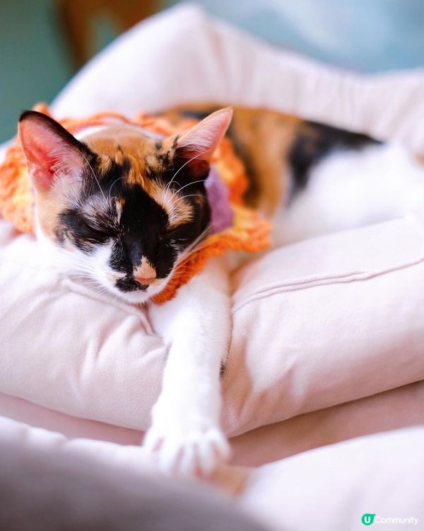 寵物cafe 係日本🇯🇵韓國🇰🇷都好流行，之前同閨密去旅行都...