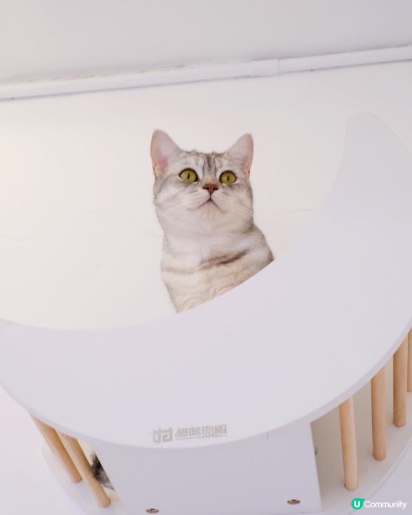 寵物cafe 係日本🇯🇵韓國🇰🇷都好流行，之前同閨密去旅行都...