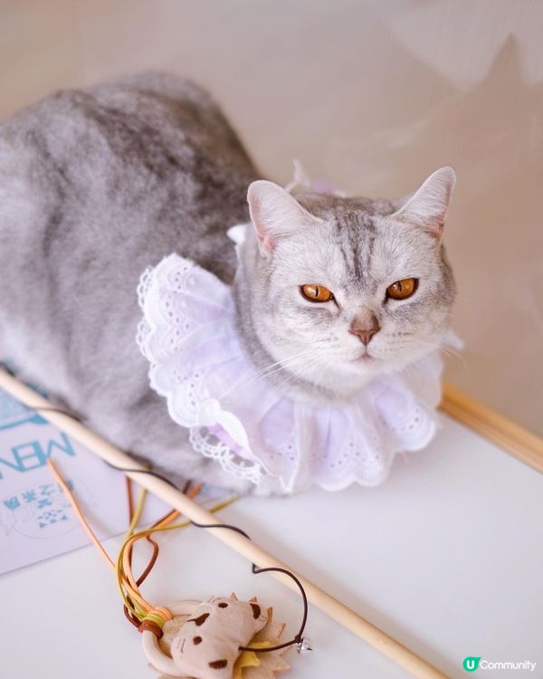 寵物cafe 係日本🇯🇵韓國🇰🇷都好流行，之前同閨密去旅行都...