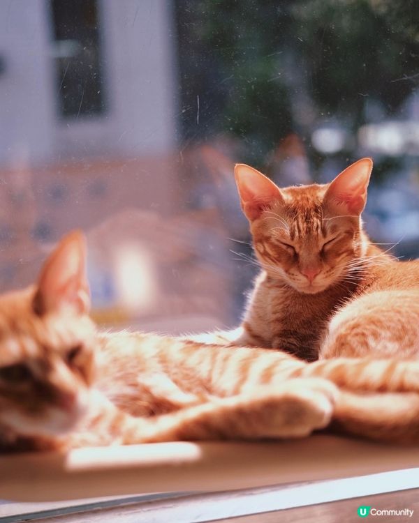 寵物cafe 係日本🇯🇵韓國🇰🇷都好流行，之前同閨密去旅行都...