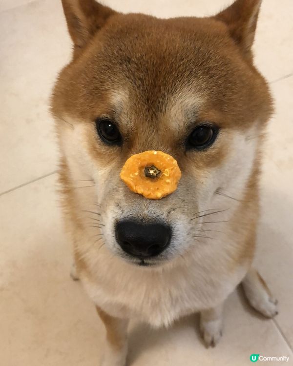 （Stay～）忍住🥹～ #毛孩歎Tea #毛孩日常 #毛孩 ...