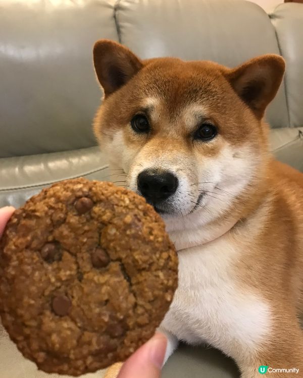 Cookies🍪🤤 #毛孩歎Tea #毛孩日常 #毛孩 #柴...