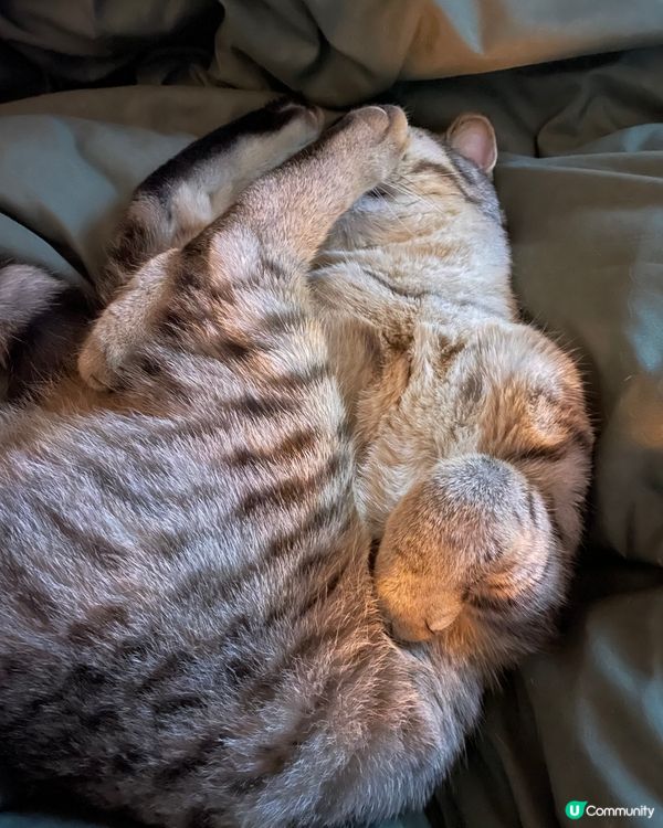 訓緊都係諗住食嘢🤤正啊#毛孩歎Tea #寵物 #寵物老大 #...