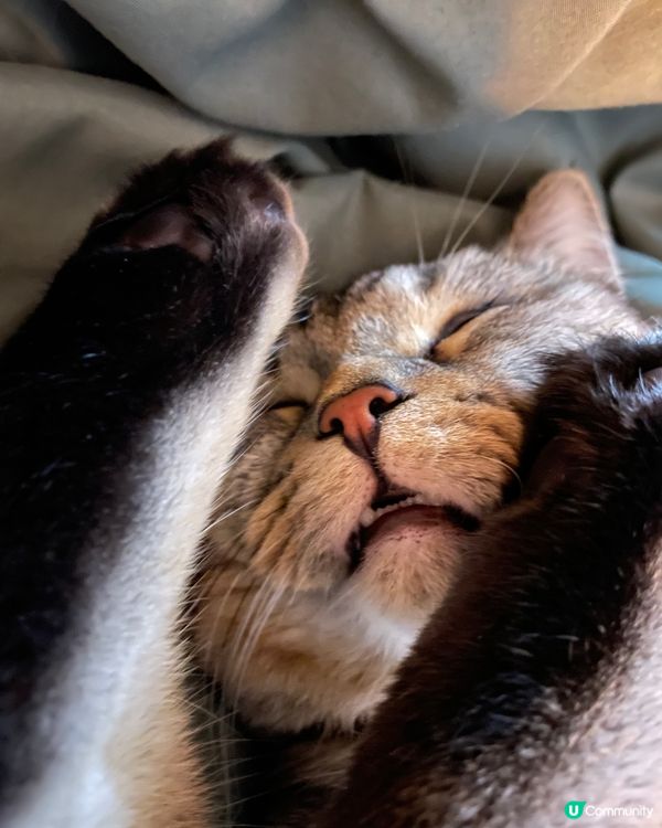 訓緊都係諗住食嘢🤤正啊#毛孩歎Tea #寵物 #寵物老大 #...