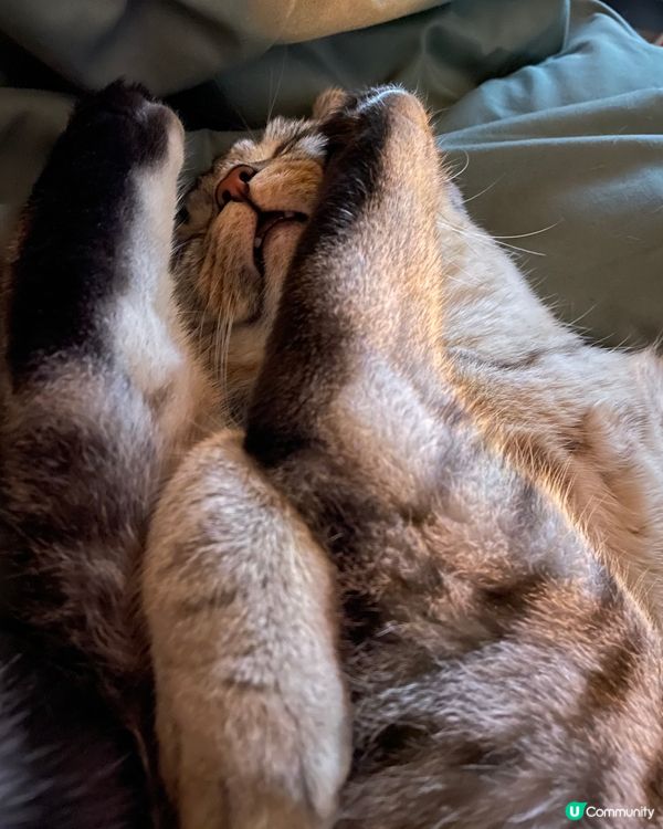 訓緊都係諗住食嘢🤤正啊#毛孩歎Tea #寵物 #寵物老大 #...