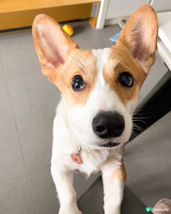 哀愁水汪汪眼睛的背後，都係想食媽媽手上嘅食物 🥺 咕嚕最中意...