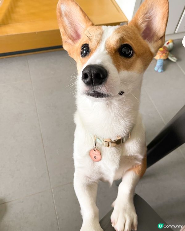 哀愁水汪汪眼睛的背後，都係想食媽媽手上嘅食物 🥺 咕嚕最中意...