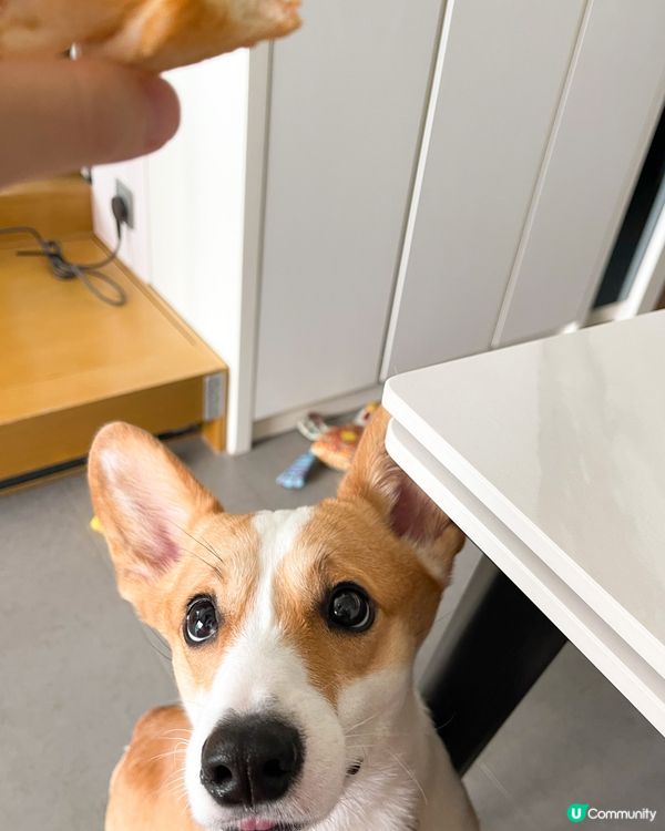 哀愁水汪汪眼睛的背後，都係想食媽媽手上嘅食物 🥺 咕嚕最中意...