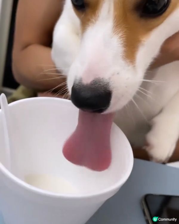 哀愁水汪汪眼睛的背後，都係想食媽媽手上嘅食物 🥺 咕嚕最中意...