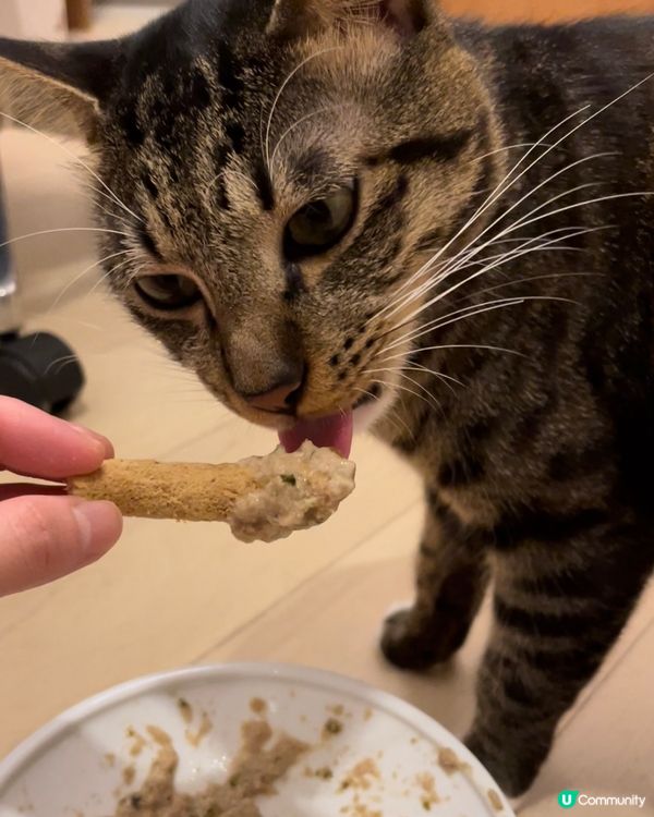 用食欣欣杯嘅方式食貓罐，此乃最高境界😼