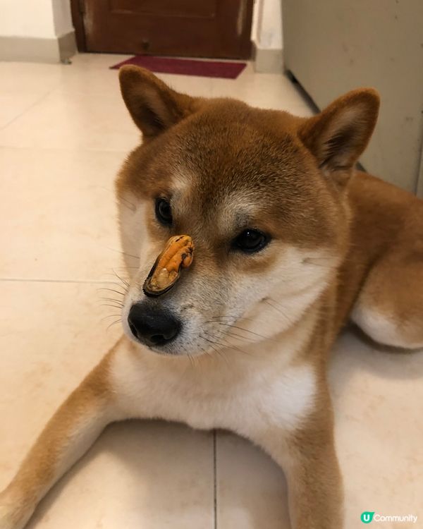 🥰 #風乾青口 #毛孩歎Tea #寵物 #pet #毛孩日常...