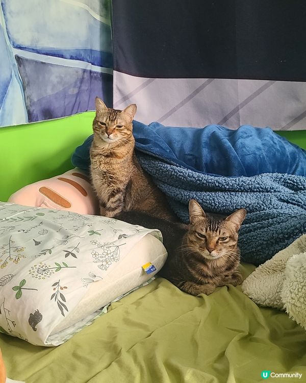 香夢香菲從被竇探頭出來， 一副面懵懵的樣子，媽媽說：嗯.. ...