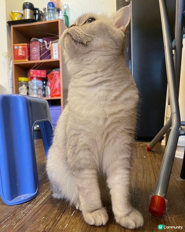 豬潤就係「串」