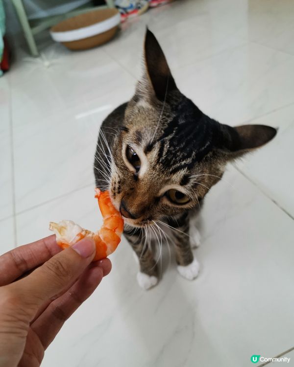 今晚加餸有蝦食 