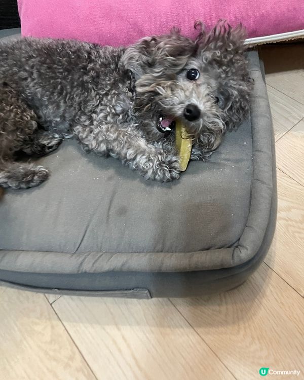 🐨Hello大家好呀 我叫做海參 係灰色poodle ~我好...