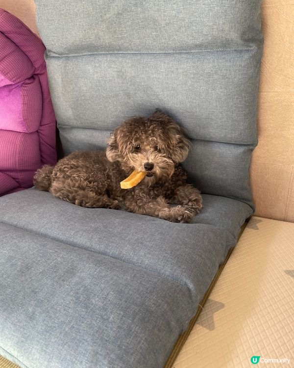 🐨Hello大家好呀 我叫做海參 係灰色poodle ~我好...