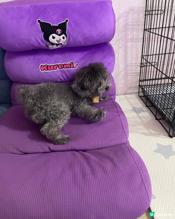 🐨Hello大家好呀 我叫做海參 係灰色poodle ~我好...