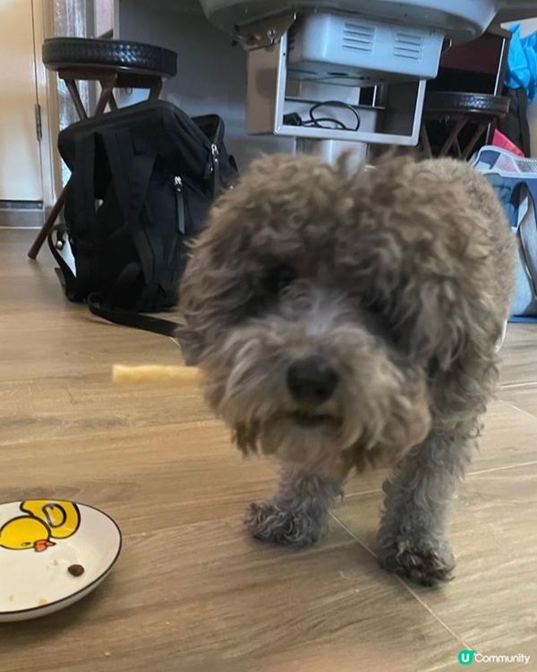 🐨Hello大家好呀 我叫做海參 係灰色poodle ~我好...