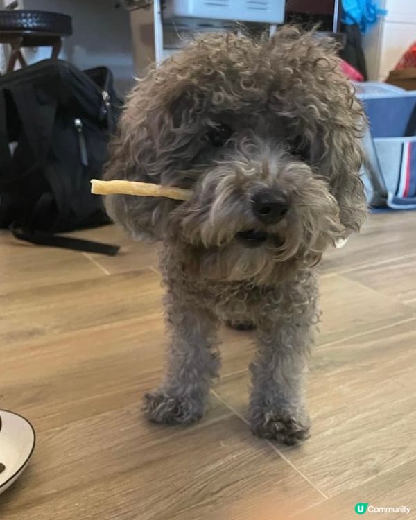 🐨Hello大家好呀 我叫做海參 係灰色poodle ~我好...