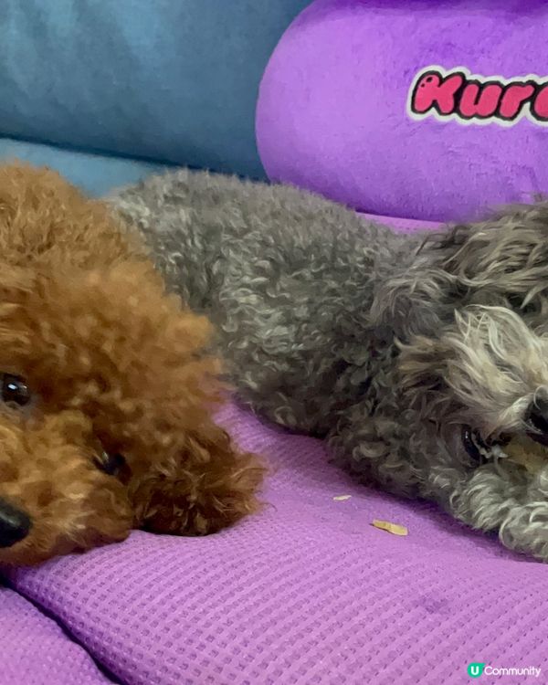 🐨Hello大家好呀 我叫做海參 係灰色poodle ~我好...