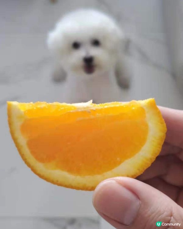 早起的鳥兒有蟲吃