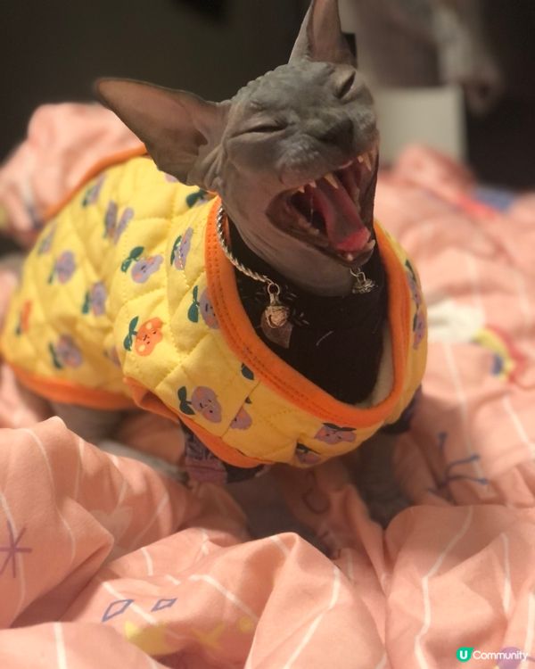 捱左4日⋯⋯終於開心星期五喇！