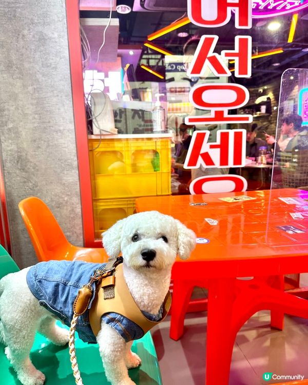 市區打卡韓國美食，半戶外位，仲有狗狗玩具影相📸️👍🏻