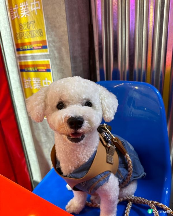 市區打卡韓國美食，半戶外位，仲有狗狗玩具影相📸️👍🏻