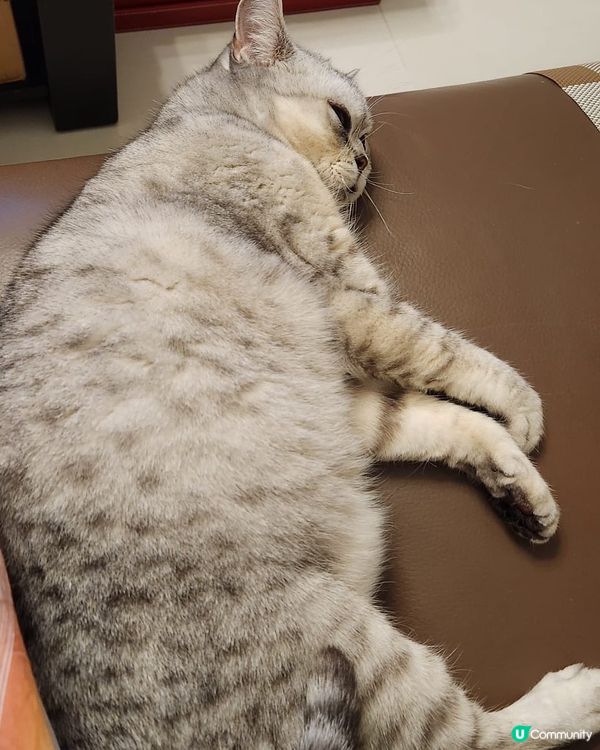 奇怪嘅貓女苗苗～