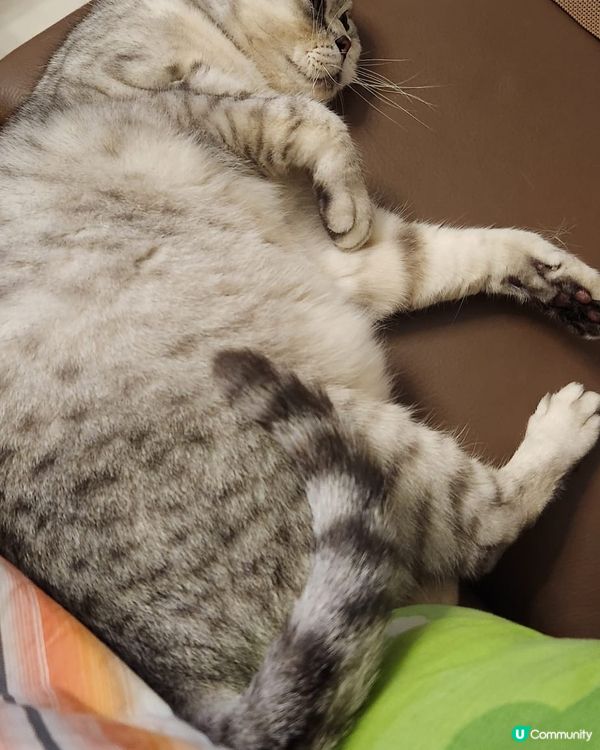 奇怪嘅貓女苗苗～