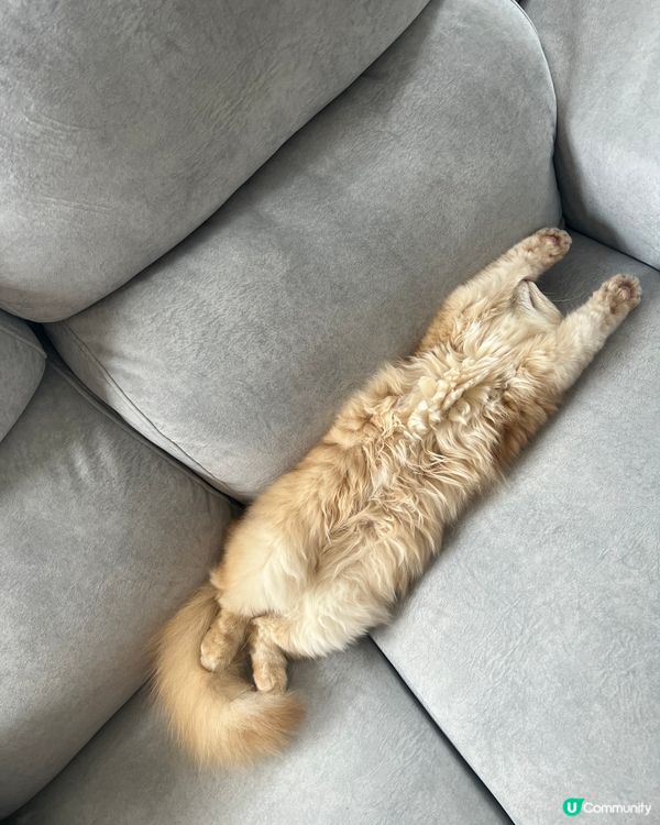 Good morning😼但係我仲瞓緊呀😽😽😽💤