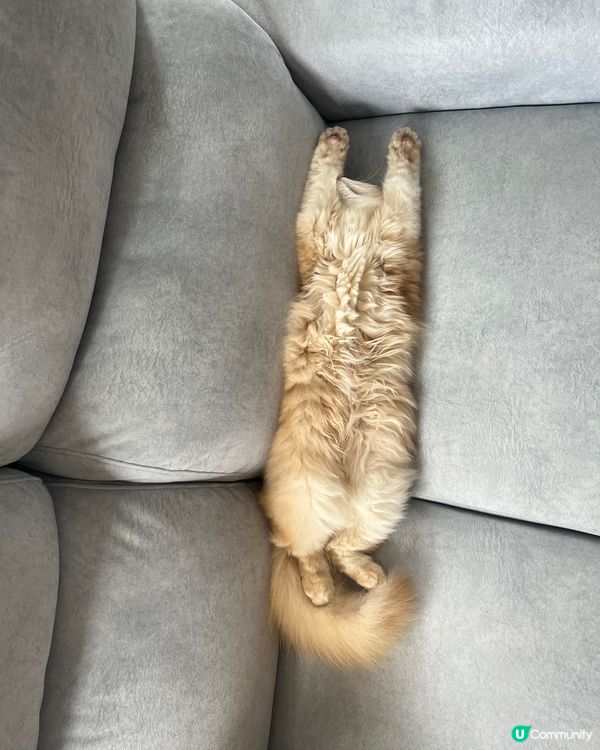 Good morning😼但係我仲瞓緊呀😽😽😽💤