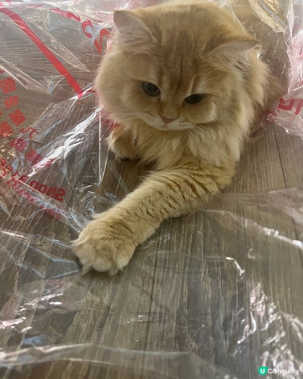 好鐘意玩膠袋的貓貓😆😆