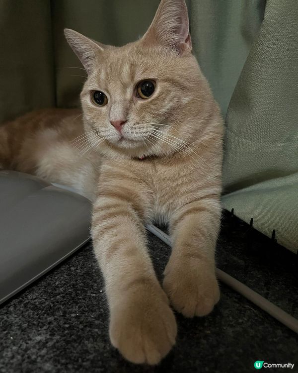 我型唔型仔呢？🥰